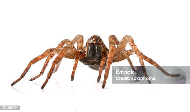 Wolf Spider Stock Photo - Download Image Now - Animal, Animal Body Part, Animal Leg - iStock Wolf Spider Stock Photo - Download Image Now - Animal, Animal Body Part, Animal Leg - iStock