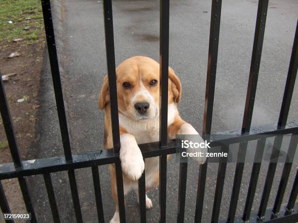 Foto de Cão Atrás Bares e mais fotos de stock de Animal - Animal, Animal de estimação, Beagle