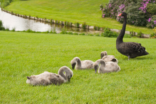 Family of black swan on the walk