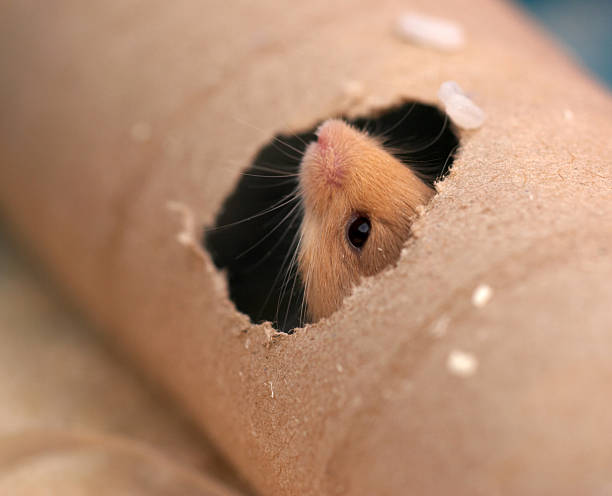 istock Mouse peeping through a hole in cardboard tube 172159162