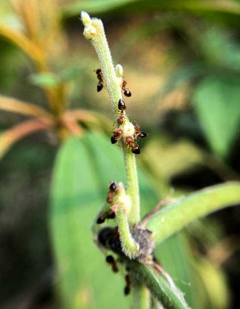 istock Colonies of ants 1721592520