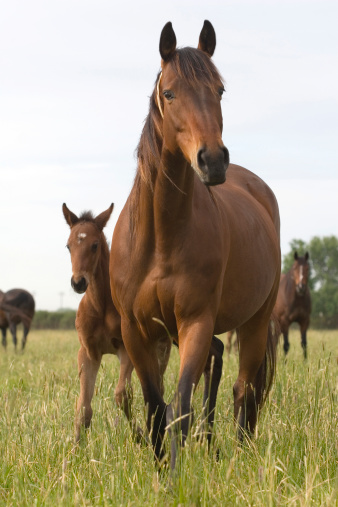 Curious thoroughbred mare and foal in morning light in green pasture