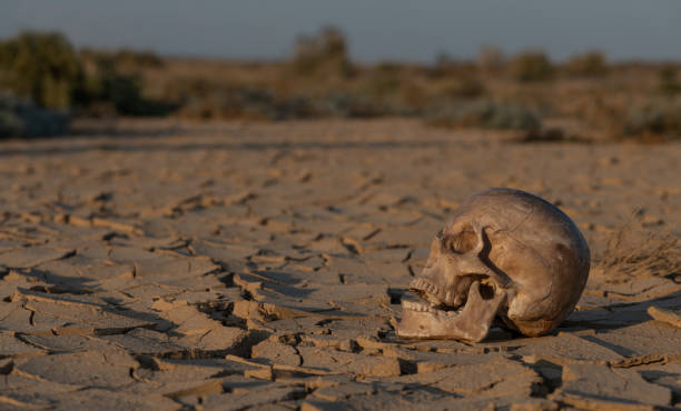 人間の頭蓋骨のダミーは、砂漠の熱から割れた粘土の上にあります