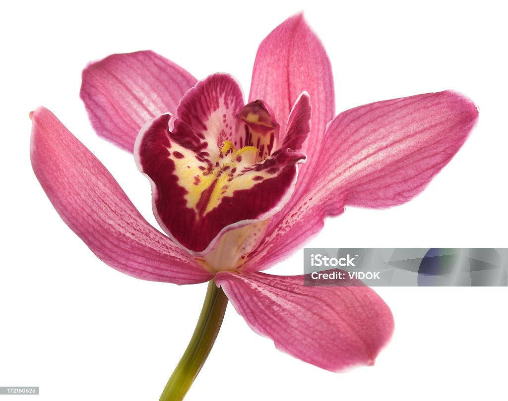 Orchid - Lizenzfrei Orchidee Stock-Foto