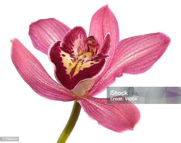 Orchid Stockfoto und mehr Bilder von Orchidee - Orchidee, Freisteller – Neutraler Hintergrund, Blume