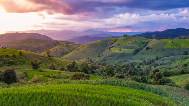 istock Terraced Rice Field in Chiangmai, Thailand 1721607554