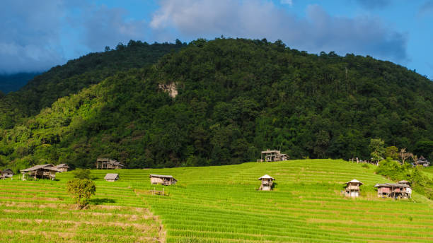 istock Beautiful Terraced Rice Field in Chiangmai, Thailand 1721607557