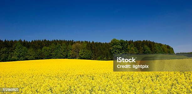 Von Raps Stockfoto und mehr Bilder von Baum - Baum, Baumblüte, Blau