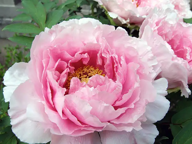 Extra-large blossoms of perennial peony bush.  For more flowers (click here)