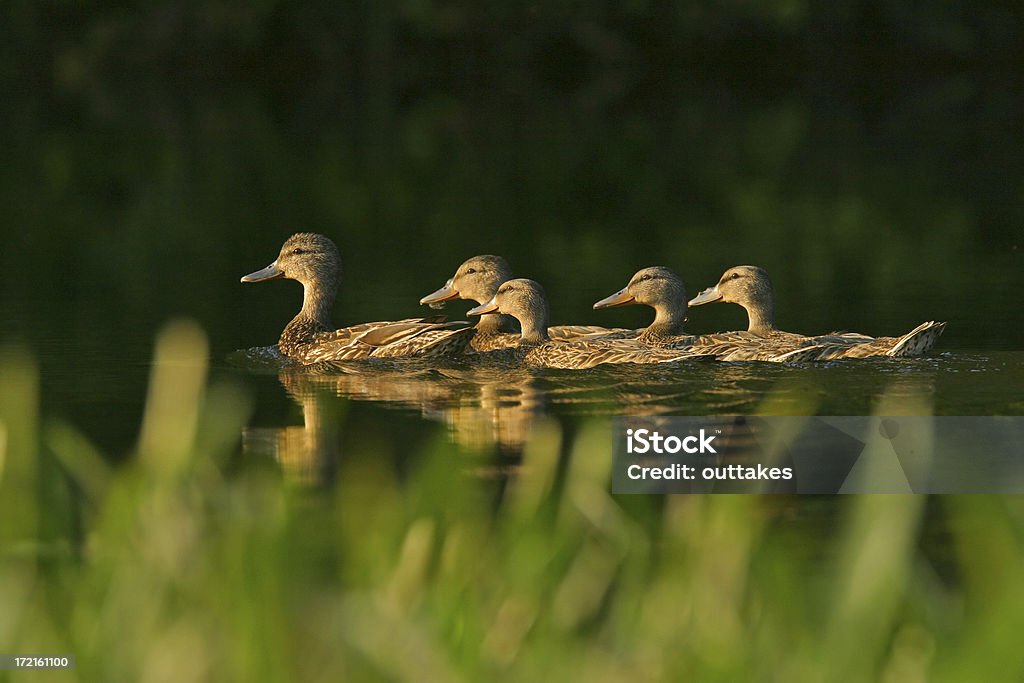 Mallard Familie - Lizenzfrei Ente - Wasservogel Stock-Foto