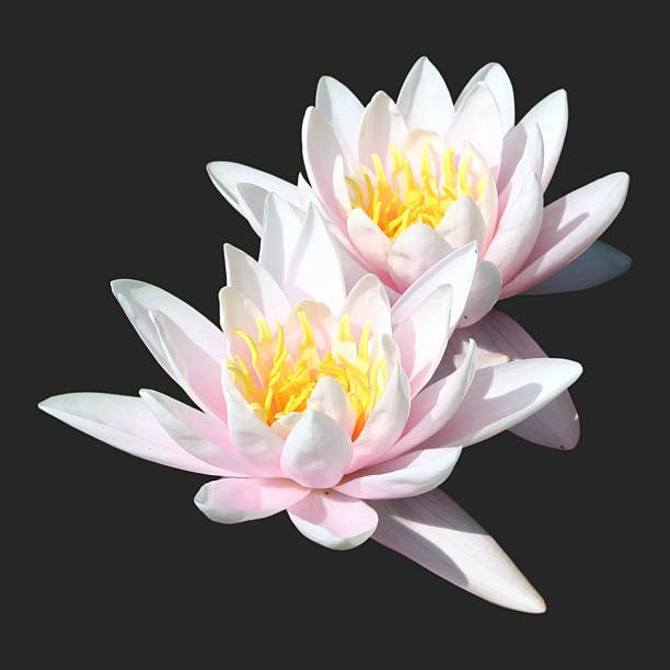 Water lily isolated stock photo