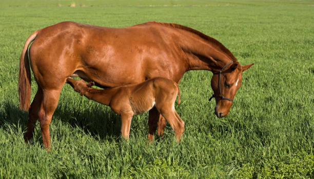 istock Mare & Foal Zen Horses Grass field Summer Green Nursing 172161367