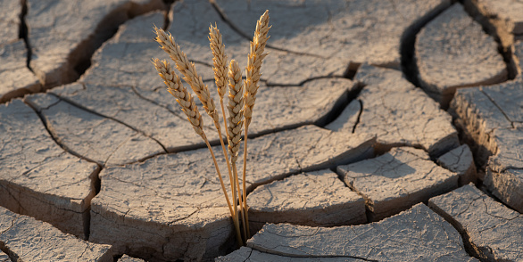 Ears of wheat and cracked clay in the hot desert