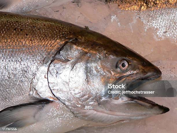 Pescado Sobre Hielo Foto de stock y más banco de imágenes de Agua - Agua, Alimento, Animal muerto