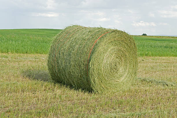 rotondo grande balla di fieno - alfalfa foto e immagini stock