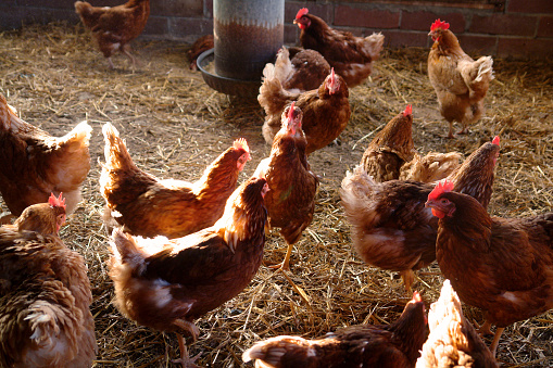 Sunrise egg run in the chicken coop.