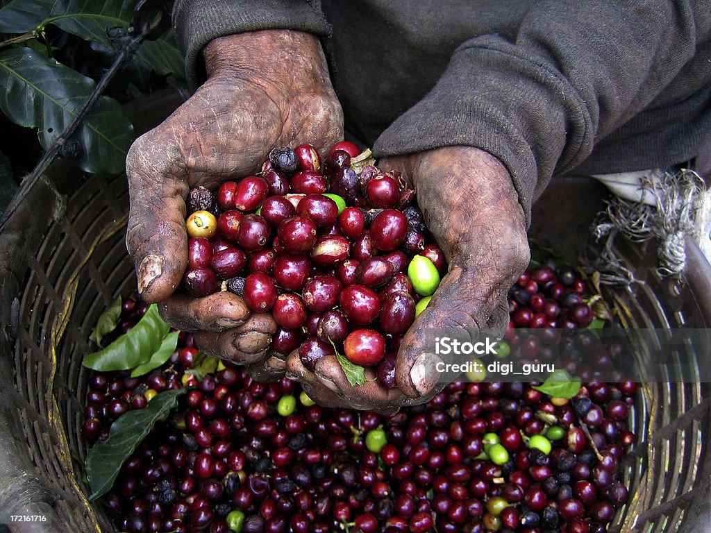 Nicaraguanischer Kaffee Picker - Lizenzfrei Kaffee Stock-Foto