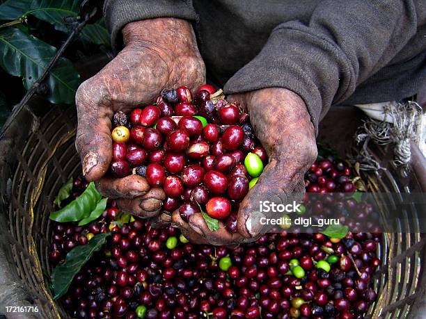 Nicaraguanischer Kaffee Picker Stockfoto und mehr Bilder von Kaffee - Kaffee, Costa Rica, El Salvador