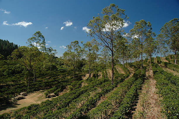 Plantação de café na Costa Rica - foto de acervo