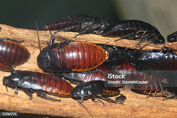 Hissing Cockroaches Stock Photo - Download Image Now - Cockroach, Madagascar, Brown