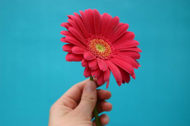 istock Gift of Daisy 172161779