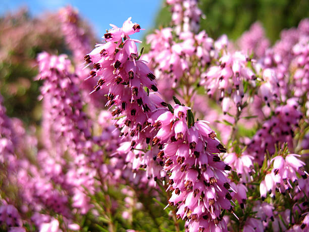 Pink flower macro stock photo