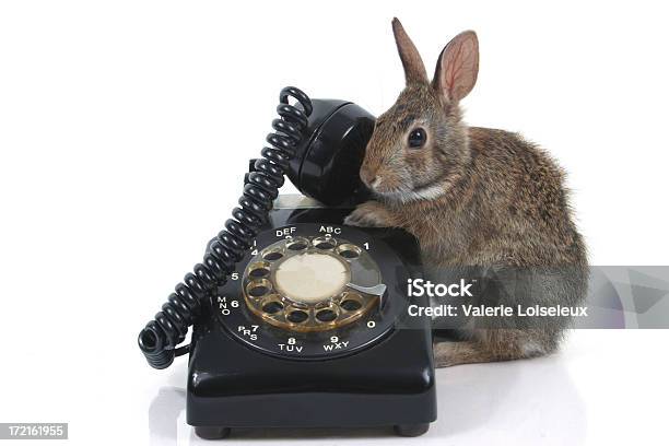 Baby Hare I Stary Telefon - zdjęcia stockowe i więcej obrazów Telefonować - Telefonować, Zwierzę, Telefon