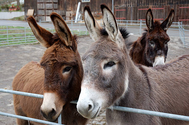 Mule de convenções - foto de acervo