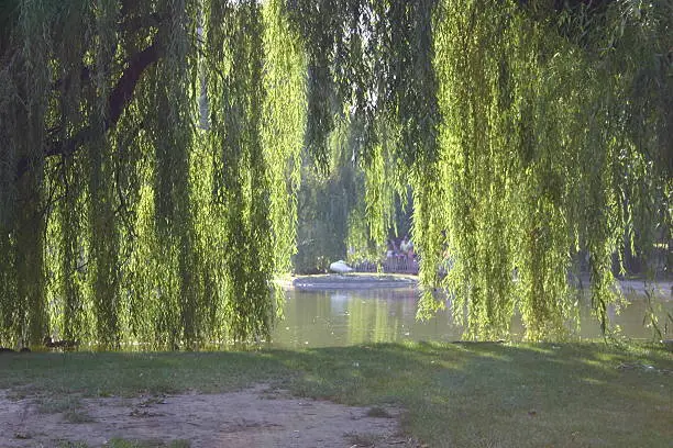 "Weeping-willow in city park, Novi Sad, Yugoslavia."