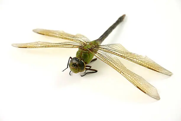 a dragonfly isolated on white.