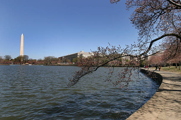istock Cherry Blossoms,Tidal Basin, Washington Monument, DC 172162367