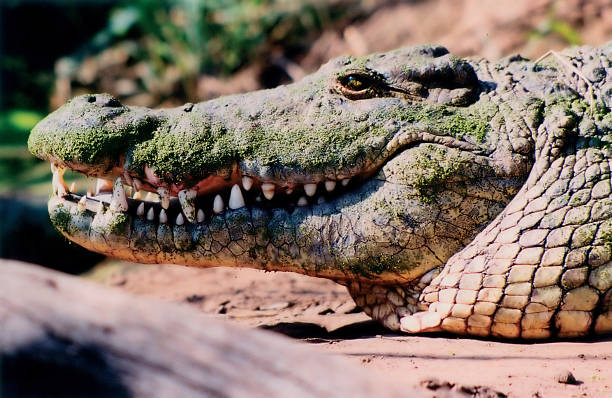 Cabeça de crocodilo-africano - foto de acervo