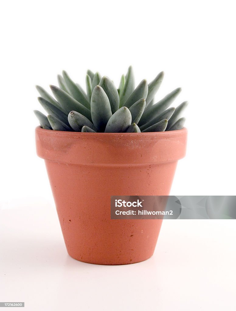 Cactus nel vaso - Foto stock royalty-free di Pianta grassa