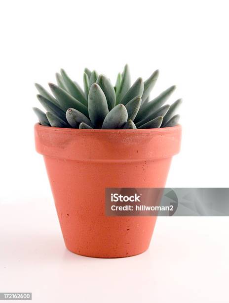 Cactus Nel Vaso - Fotografie stock e altre immagini di Pianta grassa - Pianta grassa, Terracotta, Cactus