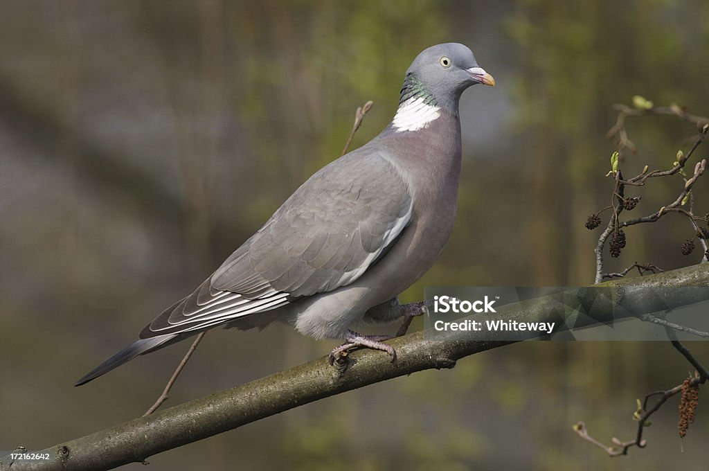 Walking wood pigeon Columba palumbus Not to be confused with the feral London pigeon, wood pigeons (Columba palumbus) are much more regular in colour and pattern. Lovely rosy blush to the breast, ivory eye and white side 'whiskers'. A handsome bird. Animal Stock Photo