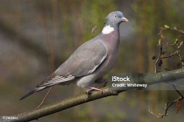 Walking Wood Pigeon Columba Palumbus Stock Photo - Download Image Now - Animal, Bird, Close-up