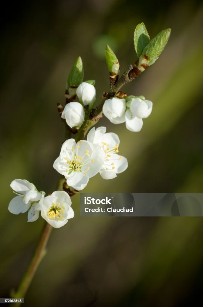 Flor de Apple - Foto de stock de Aberto royalty-free