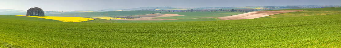 Very large and very detailed panoramic image of green wheat, yellow rapeseed and brown ploughed fields overlooking the prehistoric UNESCO World Heritage Site of Avebury and its large stone circle, the West Kennet Avenue 'road of stones', Silbury Hill and the many long barrows that dot this ancient landscape. Adobe RGB 1998 color profile.
