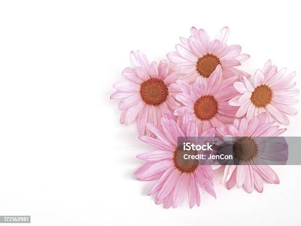Gänseblümchen Stockfoto und mehr Bilder von Blume - Blume, Blume aus gemäßigter Klimazone, Blumenbouqet