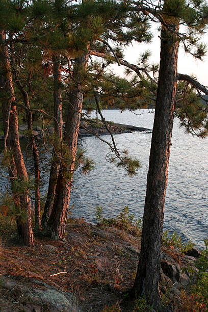 istock Red Pines On Lac La Croix at sunset 172163084