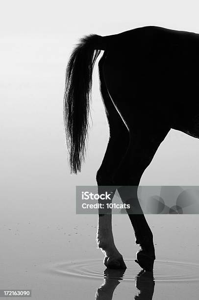Samotny Horse - zdjęcia stockowe i więcej obrazów Chmura - Chmura, Cień, Fotografika