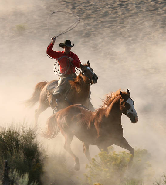istock roping one of the herd 172163189