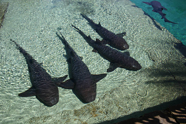 istock Nurse Sharks 172163251