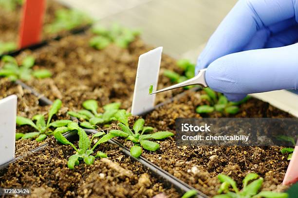 Plantas Modificadas Genéticamente Foto de stock y más banco de imágenes de Experimento científico - Experimento científico, Tierra, ADN