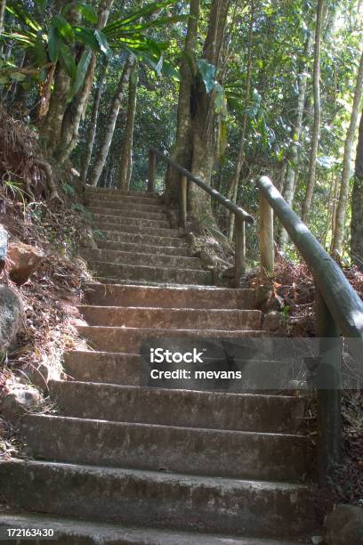 Floresta Pluvial Passos - Fotografias de stock e mais imagens de Degraus - Degraus, Escadaria, Musgo