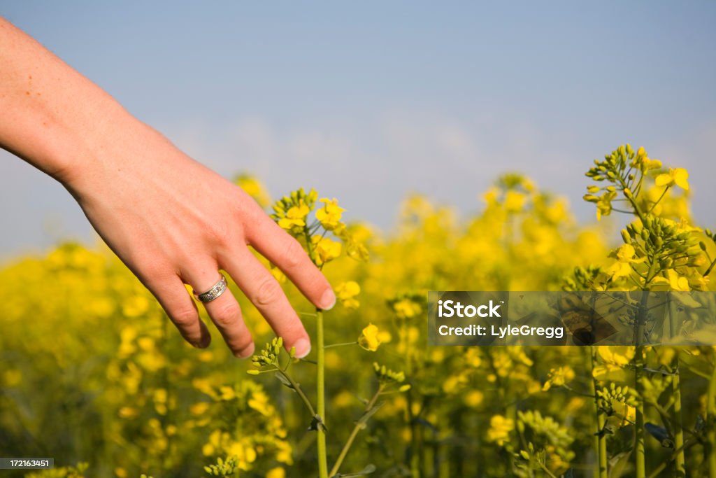 Cueillir des fleurs - Photo de Champ libre de droits