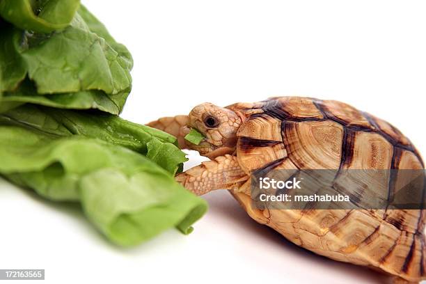 A Tartaruga Come Salada - Fotografias de stock e mais imagens de Alface - Alface, Alimentação Saudável, Branco