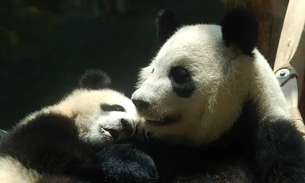 Photo of A mother panda with a baby panda cuddling her