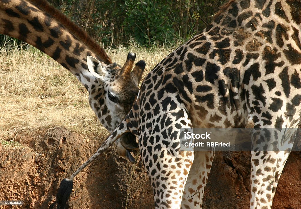 Gross Giraffe Stock Photo - Download Image Now - Animals Mating, Animal,  Animal Behavior - iStock