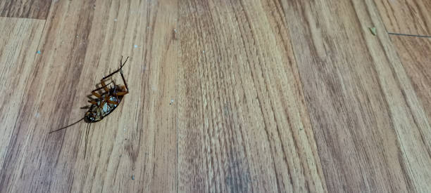 istock A dead cockroach on the floor 1721636245